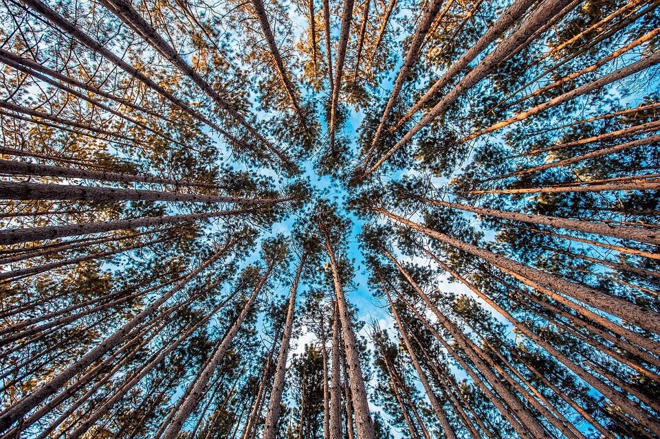 Baum